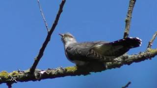 Common cuckoo calling [upl. by Zetes]