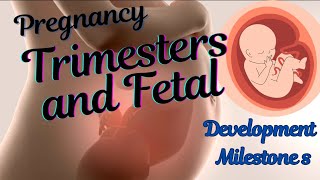 Pregnancy Trimesters and Fetal Development Milestones 3D Animation [upl. by Karb]