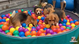 TOP 10 Funniest Beagle Dog Parties You Have to See [upl. by Maxine37]