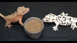 How To Prepare Crested Gecko Diet [upl. by Lilla]