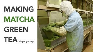 Making Matcha step by step  Spring Harvest [upl. by Gniliem]