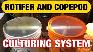 Rotifer and Copepod Culturing System How to raise rotifers and copepods [upl. by Reeba]