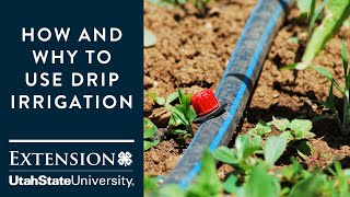 How and Why to Use Drip Irrigation [upl. by Acinehs]