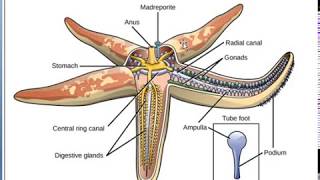 Echinodermata Gen Characters 1 [upl. by Radnaxela]