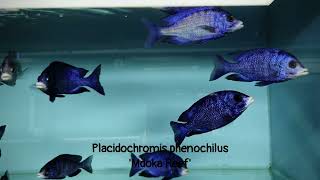 Integral Aquatics Placidochromis phenochilus Mdoka reef [upl. by Anigal]