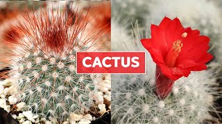 Cactus 101  Care Tips amp Unique Traits [upl. by Juanita]