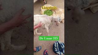 Listeriosis In sheep  Sheep disease  Sheep treatment  sheep  shorts  ytshorts [upl. by Guglielmo49]