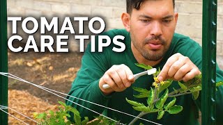 Tomato Care How to Prune Water Support and Fertilize for JUICY Tomatoes 🍅 [upl. by Anera]