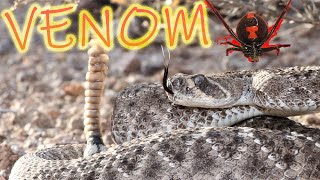 Venomous Animals of Arizona Deadly Rattlesnakes Black Widow Bark Scorpion and more [upl. by Peirce]