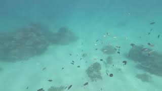 Altamare Anilao Batangas snorkeling [upl. by Burwell]