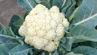 How To Grow Cauliflower At Home With Full Updates Seed To Harvest [upl. by Frick]