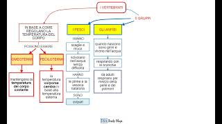 videomappa  scienze  11 1 gli animali i vertebrati 5 gruppi [upl. by Eillek553]
