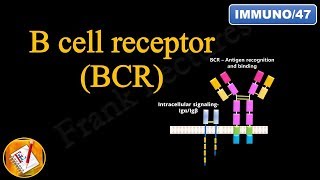 B cell Receptor BCR FLImmuno47 [upl. by Ailugram913]