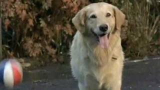 Air Bud  golden retriever plays basketball [upl. by Irved]