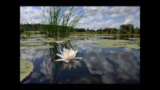 Claude Debussy  Reflets dans leau  Reflections in the Water [upl. by Sky]