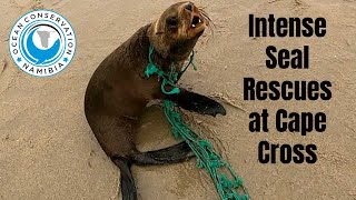 Intense 6 Seal Rescue at Cape Cross Namibia [upl. by Koblas]