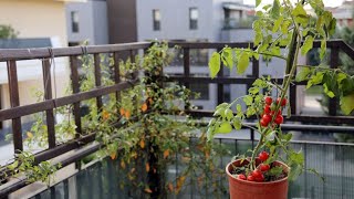 Tomateras para jardineras en balcones  Bricomanía  Jardinatis [upl. by Teryl90]