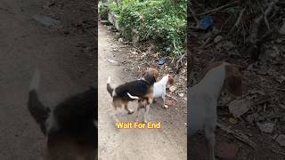 Street Male Female Dog Playing on Road pets streetdog usadogs doglovers petlover [upl. by Bacchus]