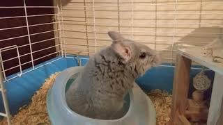 Why Chinchillas Need Dust Baths [upl. by Itnuahsa]