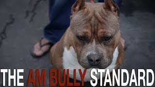 THE AMERICAN BULLY BREED STANDARD [upl. by Jory]