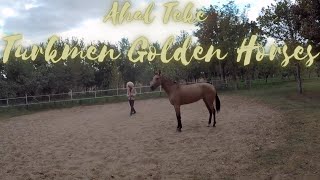 🇹🇲 Akhal Teke Turkmen Golden Horses one of the oldest existing horse breeds 🇹🇲 [upl. by Negem]