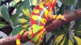 Furcifer Pardalis Ambilobe [upl. by Irod]