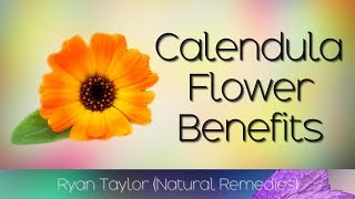 Calendula Flower Benefits amp Uses [upl. by Adnamas]