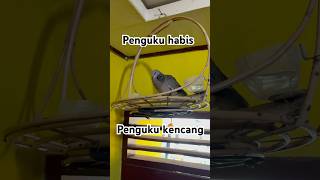 Burung balam pengukuk kencang [upl. by Weisburgh649]