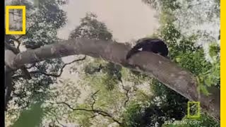 Chimps Hunting in Trees  National Geographic [upl. by Razal]