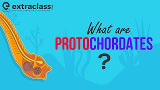 What are Protochordates  Biology  Sub Phylum of Chordata  Animal Kingdom  Protochordata [upl. by Yddet]