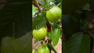 How to Grow Guava at Home Using Unique Technique plants shorts farming [upl. by Caroline]