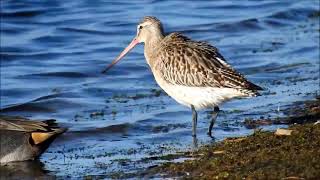 Bartailed godwit  Bird travels recordbreaking 13000 km nonstop to Australia  Fighter Jet Bird [upl. by Johnston]