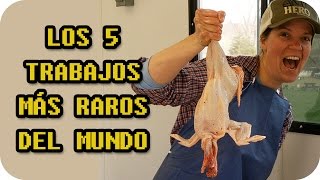 LOS 5 TRABAJOS MÁS RAROS DEL MUNDO  CURIOSIDADES [upl. by Holleran254]