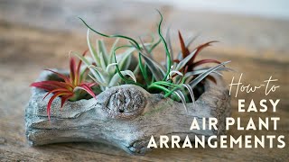 Air Plant Display Ideas  Tillandsia Gardening Tips  Indoor Gardening 🌱 [upl. by Elyad]