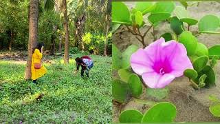 চর কুকরিমুকরি ।। সাগর লতা ।। Ipomoea pescaprae [upl. by Otina900]