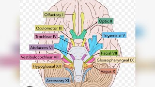 cranial nerve anotomy  cranial nerve mnemonic made easy 💯 by ankita maam [upl. by Eyla]