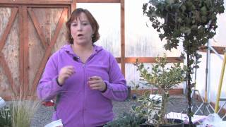 Gardening Tips  How to Prune Oleander [upl. by Refannej898]