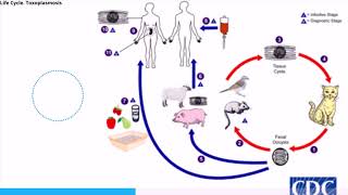 Toxoplasmosis [upl. by Farrington225]