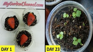 How To Grow Strawberries from Seed 🍓 Fast and Easy Method [upl. by Mariejeanne939]