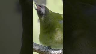 Bellbird Song  New Zealand  Lindblad Expeditions [upl. by Marguerita]