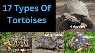 17 Types Of Tortoises  Most Common Tortoises [upl. by Anegue]