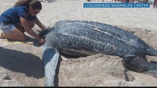 Wow moments Leatherback sea turtle lays eggs in rare display [upl. by Wilonah344]