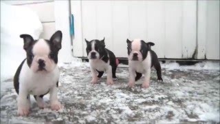 Boston Terrier puppies 8 weeks [upl. by Henryetta]