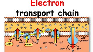 Electron transport chain animation [upl. by Jobina]