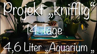 46 Liter „Aquarium“ aquarium aquaristik [upl. by Eidnim]