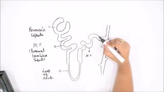 How to draw nephron of kidney [upl. by Karia22]