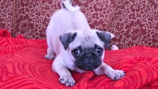 Puppies Barking Compilation  Cute Dog Barking Videos NEW [upl. by Letnuahs]