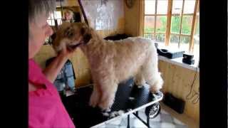 SoftCoated Wheaten terrier  trimming with clippers Part 1 [upl. by Esidarap387]