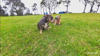 dogs enjoying there morningstoney aqua park camping NSWpocketbully cattledogs chihuahua [upl. by Ttegdirb]