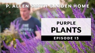 Purple Plants  Perennials amp Annuals Garden Home VLOG 2019 4K [upl. by Odraner]